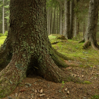 Parcul Natural Bucegi