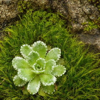 Parcul Natural Bucegi