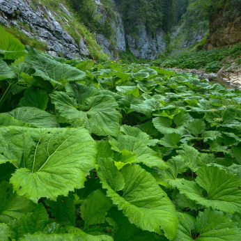 Parcul Natural Apuseni