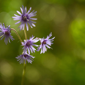 Parcul Natural Apuseni