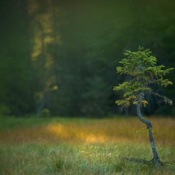 Parcul Natural Apuseni