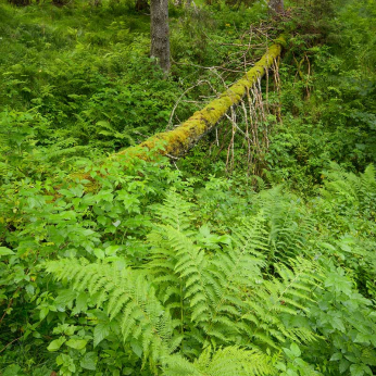 Parcul Natural Apuseni