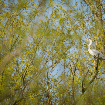 Parcul natural Balta Mică a Brăilei