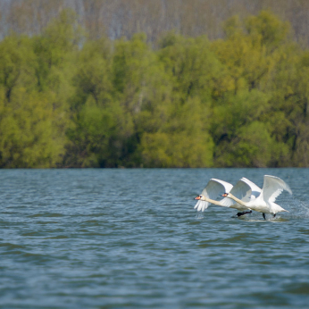 Parcul natural Balta Mică a Brăilei