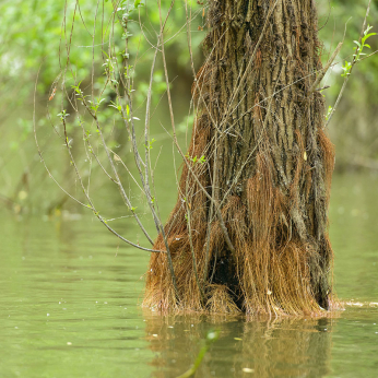 Parcul natural Balta Mică a Brăilei