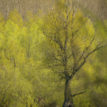 Parcul natural Balta Mică a Brăilei