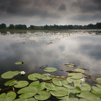 Parcul natural Balta Mică a Brăilei