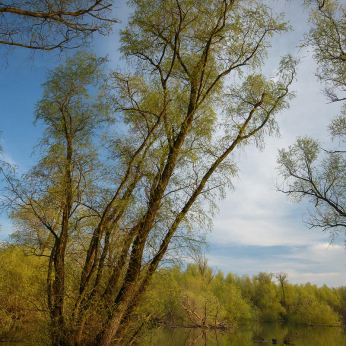 Parcul natural Balta Mică a Brăilei