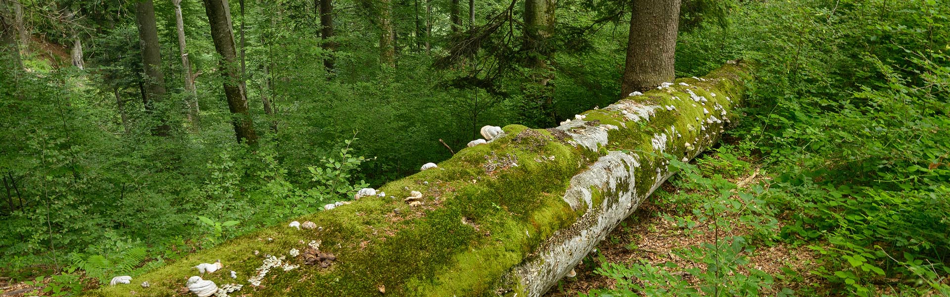 Pădurile virgine - banner