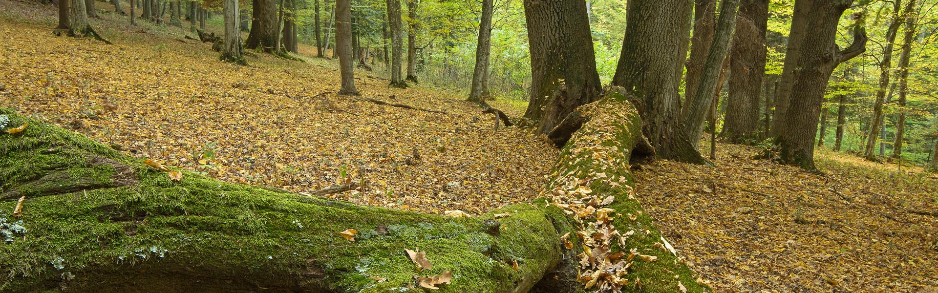 Vânători - Neamț - banner