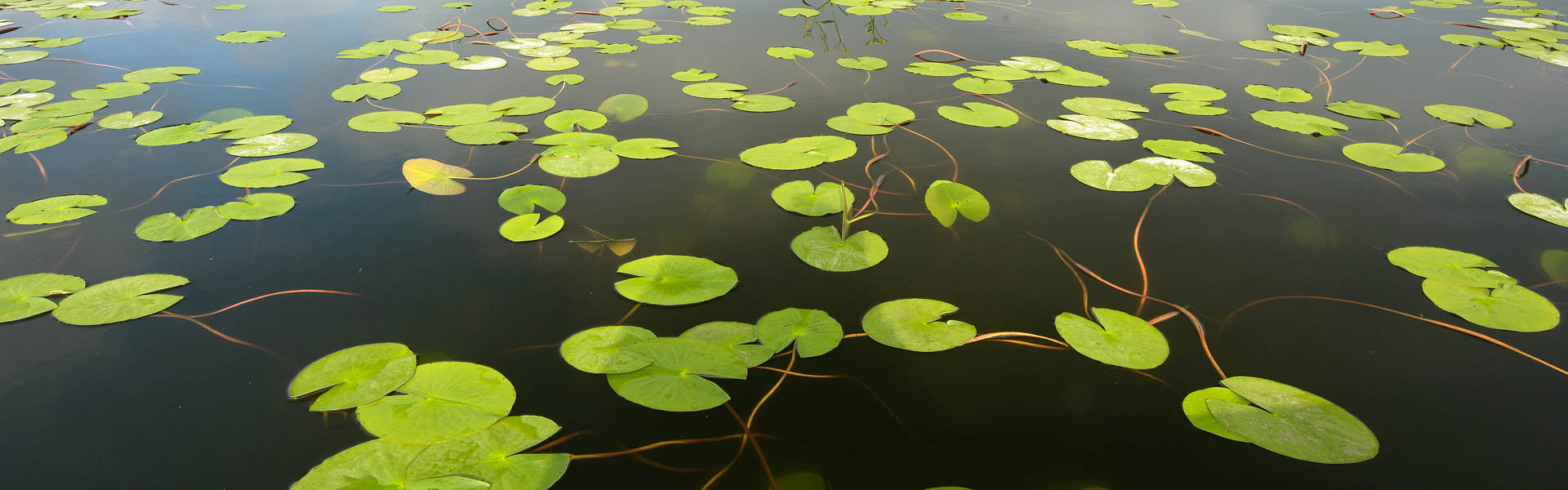 Balta Mică a Brăilei - banner