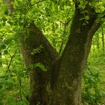 Parcul Național Munții Măcinului