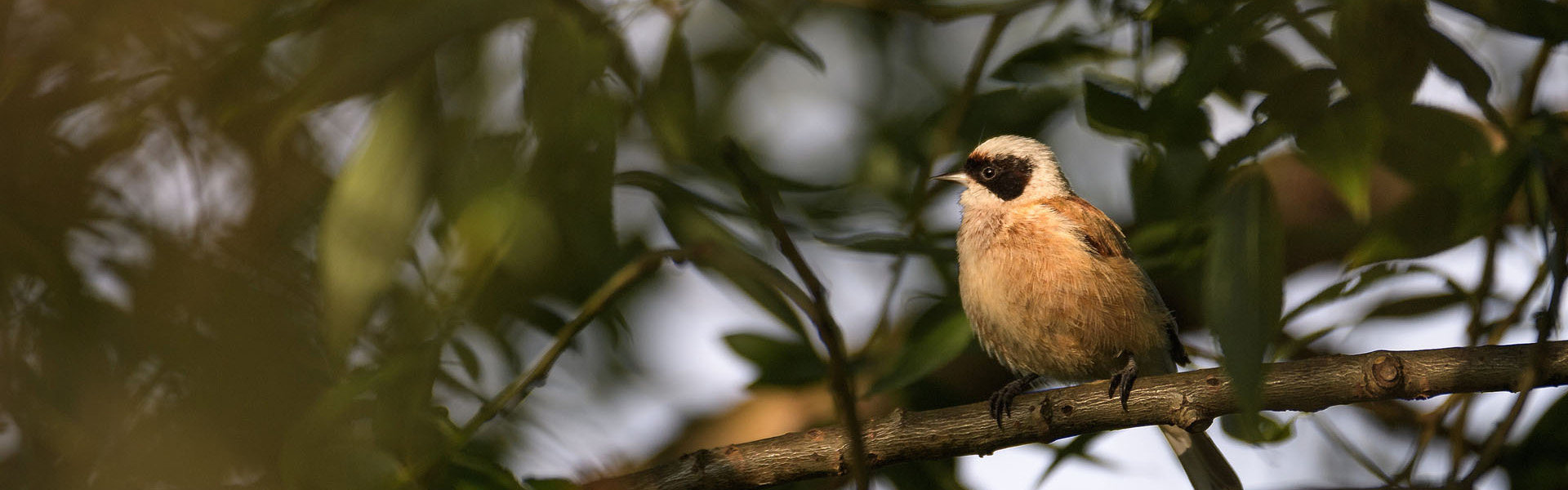 Pițigoi pungar - banner