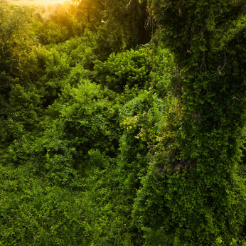 Parcul Natural Lunca Mureșului