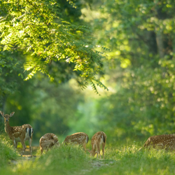 Parcul Natural Lunca Mureșului