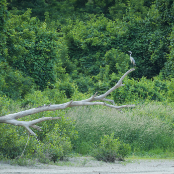 Parcul Natural Lunca Mureșului