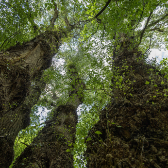 Parcul Natural Lunca Mureșului