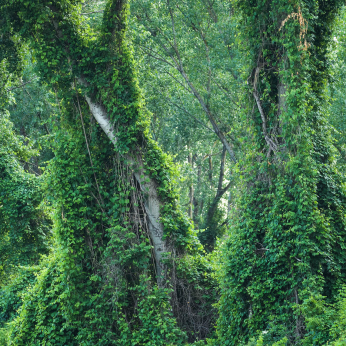 Parcul Natural Lunca Mureșului