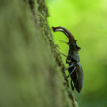 Parcul Natural Lunca Mureșului