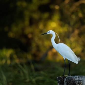 Parcul Natural Lunca Mureșului