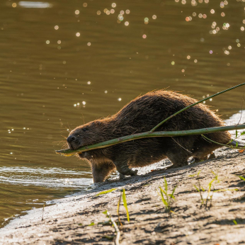 Parcul Natural Lunca Mureșului