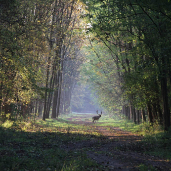 Parcul Natural Lunca Mureșului