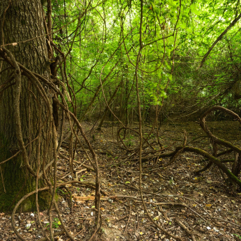 Parcul Natural Lunca Mureșului